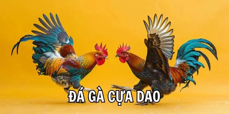 Đá gà cựa dao – Sự lựa chọn tốc độ và kịch tính tại đấu trường AE888